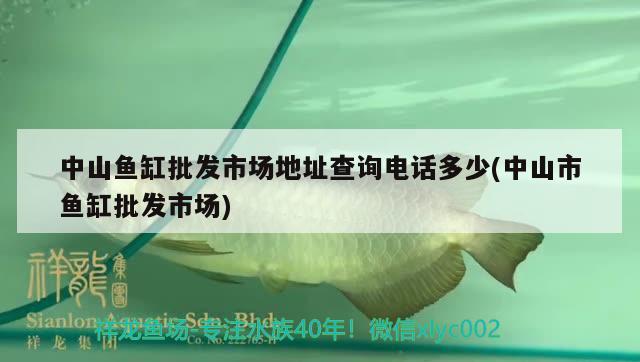 中山魚缸批發(fā)市場地址查詢電話多少(中山市魚缸批發(fā)市場) 斑馬狗頭魚