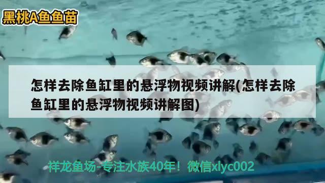 怎樣去除魚缸里的懸浮物視頻講解(怎樣去除魚缸里的懸浮物視頻講解圖) 龍魚芯片掃碼器