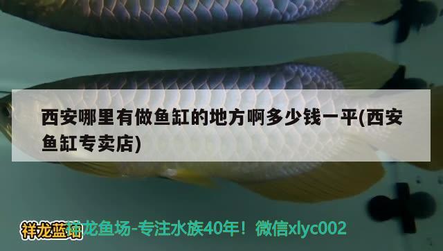 西安哪里有做魚缸的地方啊多少錢一平(西安魚缸專賣店) 巴西亞魚苗