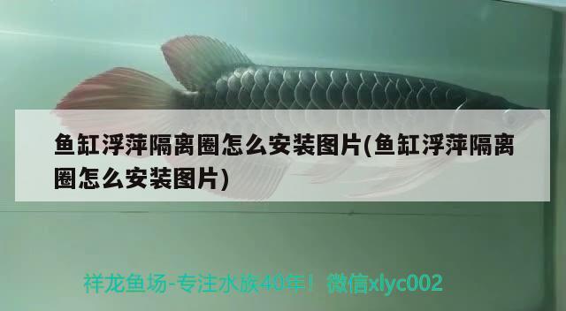 魚(yú)缸浮萍隔離圈怎么安裝圖片(魚(yú)缸浮萍隔離圈怎么安裝圖片)