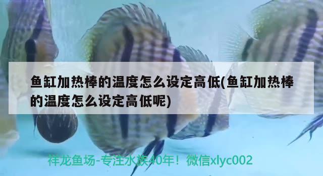 魚缸加熱棒的溫度怎么設(shè)定高低(魚缸加熱棒的溫度怎么設(shè)定高低呢) 海象魚 第2張