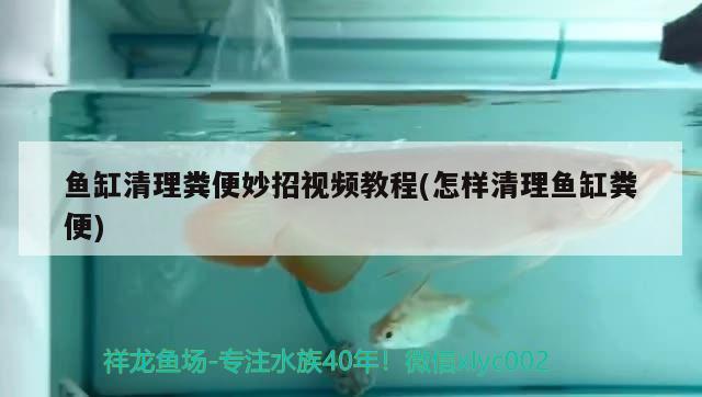 魚缸清理糞便妙招視頻教程(怎樣清理魚缸糞便) 新加坡號(hào)半紅龍魚（練手級(jí)紅龍魚）