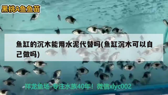 魚缸的沉木能用水泥代替嗎(魚缸沉木可以自己做嗎) 細(xì)線銀板魚苗