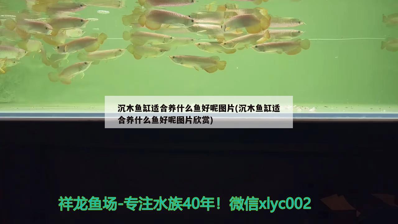 沉木魚缸適合養(yǎng)什么魚好呢圖片(沉木魚缸適合養(yǎng)什么魚好呢圖片欣賞) 觀賞蝦蟹等飼料