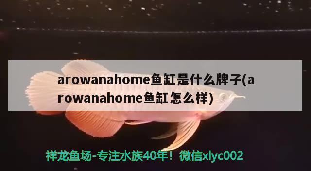 arowanahome魚缸是什么牌子(arowanahome魚缸怎么樣)