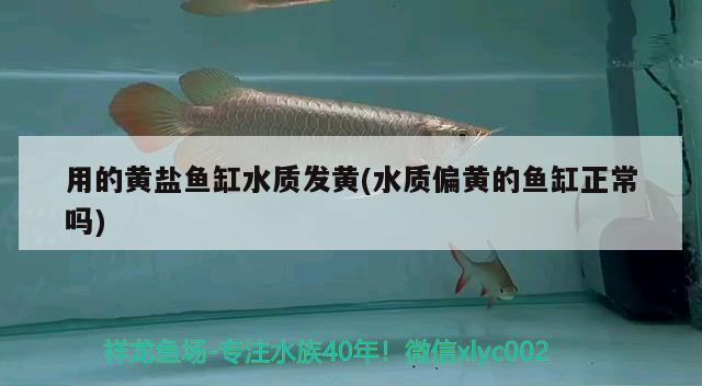 用的黃鹽魚缸水質(zhì)發(fā)黃(水質(zhì)偏黃的魚缸正常嗎) 金龍魚百科