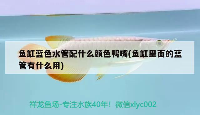 魚缸藍色水管配什么顏色鴨嘴(魚缸里面的藍管有什么用)