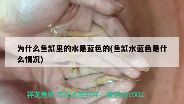 為什么魚缸里的水是藍(lán)色的(魚缸水藍(lán)色是什么情況) 蝴蝶鯉