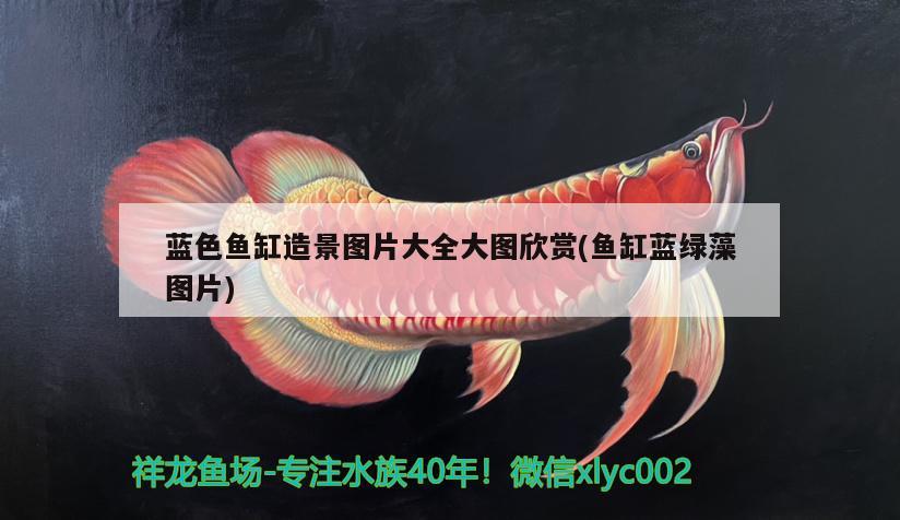 藍色魚缸造景圖片大全大圖欣賞(魚缸藍綠藻圖片)