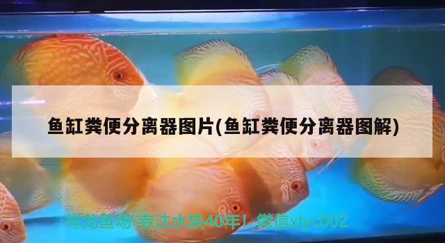 魚(yú)缸糞便分離器圖片(魚(yú)缸糞便分離器圖解) 龍魚(yú)批發(fā)