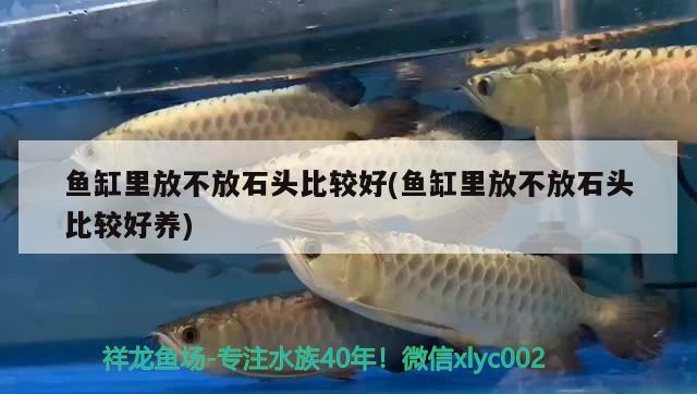 魚缸里放不放石頭比較好(魚缸里放不放石頭比較好養(yǎng)) 飛鳳魚苗