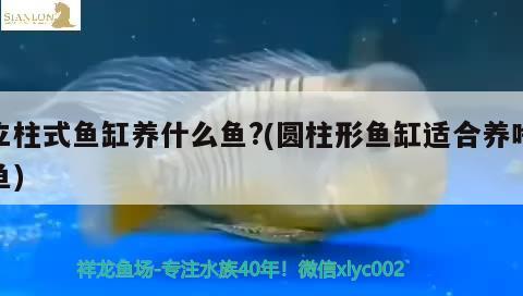 立柱式魚缸養(yǎng)什么魚?(圓柱形魚缸適合養(yǎng)啥魚)