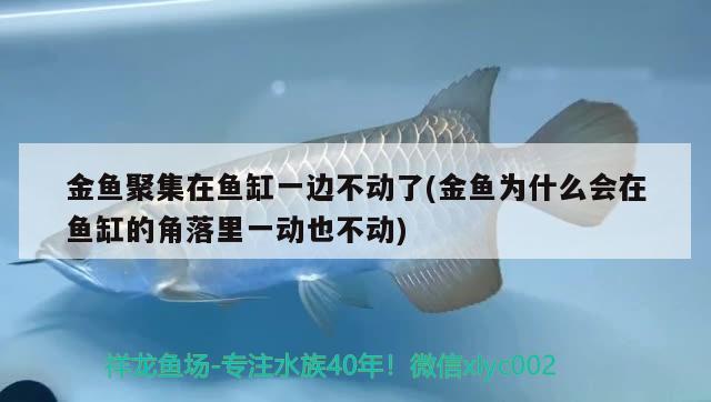 金魚聚集在魚缸一邊不動了(金魚為什么會在魚缸的角落里一動也不動) 紅龍專用魚糧飼料