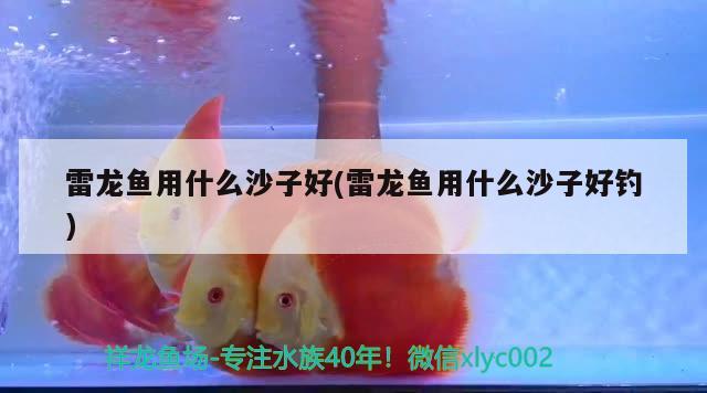 雷龍魚用什么沙子好(雷龍魚用什么沙子好釣) 垂釣樂園