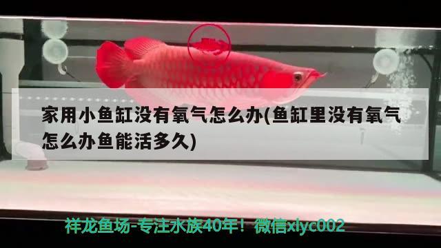 家用小魚缸沒有氧氣怎么辦(魚缸里沒有氧氣怎么辦魚能活多久) 羽毛刀魚苗