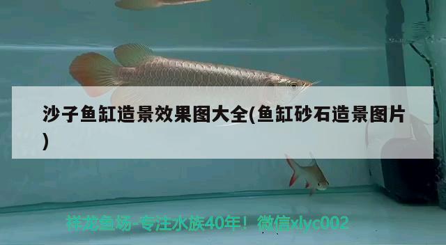 沙子魚缸造景效果圖大全(魚缸砂石造景圖片) 狗仔招財貓魚