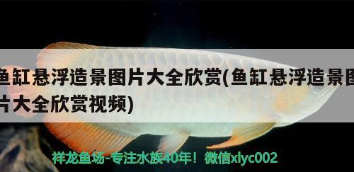 魚缸懸浮造景圖片大全欣賞(魚缸懸浮造景圖片大全欣賞視頻) 龍魚芯片掃碼器