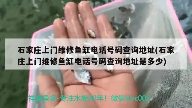 石家莊上門維修魚缸電話號碼查詢地址(石家莊上門維修魚缸電話號碼查詢地址是多少)