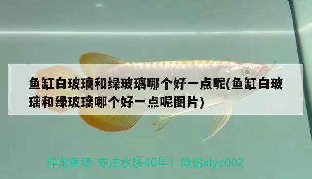 魚缸白玻璃和綠玻璃哪個(gè)好一點(diǎn)呢(魚缸白玻璃和綠玻璃哪個(gè)好一點(diǎn)呢圖片) 森森魚缸