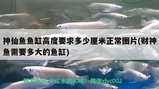 神仙魚魚缸高度要求多少厘米正常圖片(財神魚需要多大的魚缸) 銀龍魚苗