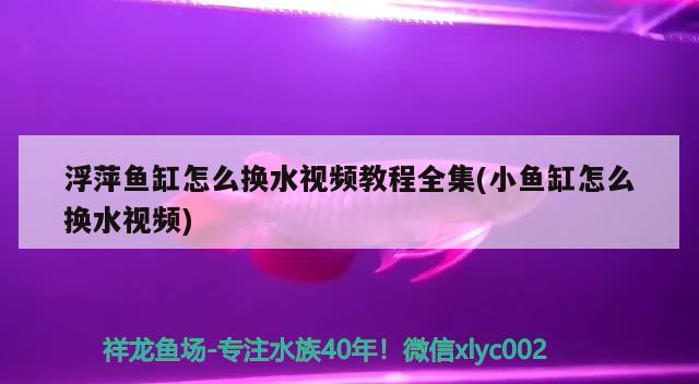 浮萍魚缸怎么換水視頻教程全集(小魚缸怎么換水視頻) 白化火箭