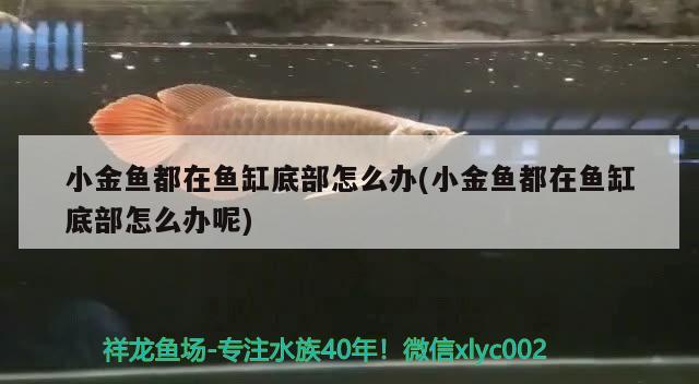 小金魚(yú)都在魚(yú)缸底部怎么辦(小金魚(yú)都在魚(yú)缸底部怎么辦呢)