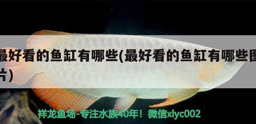 最好看的魚(yú)缸有哪些(最好看的魚(yú)缸有哪些圖片) 帝王迷宮魚(yú)