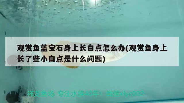 觀賞魚藍寶石身上長白點怎么辦(觀賞魚身上長了些小白點是什么問題)