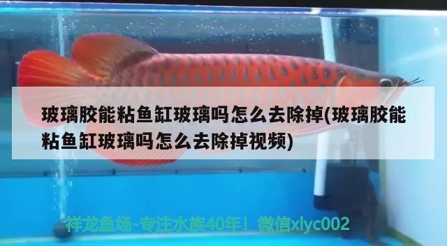 玻璃膠能粘魚缸玻璃嗎怎么去除掉(玻璃膠能粘魚缸玻璃嗎怎么去除掉視頻)