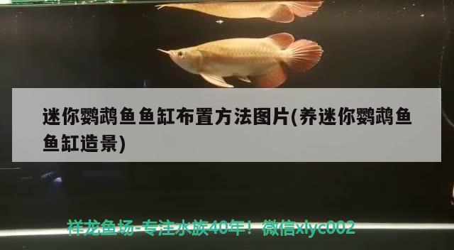 迷你鸚鵡魚魚缸布置方法圖片(養(yǎng)迷你鸚鵡魚魚缸造景)