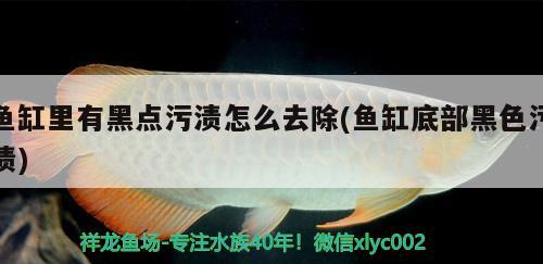 魚缸里有黑點(diǎn)污漬怎么去除(魚缸底部黑色污漬) 廣州水族批發(fā)市場(chǎng)