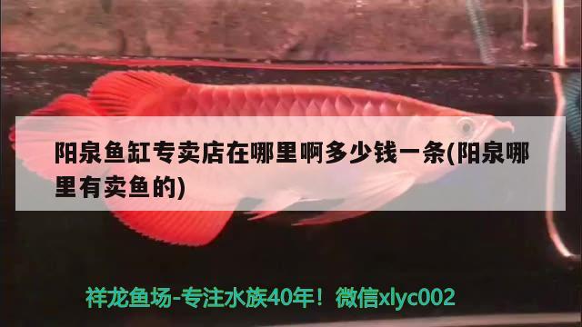 陽泉魚缸專賣店在哪里啊多少錢一條(陽泉哪里有賣魚的)