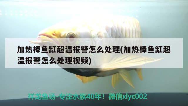 加熱棒魚缸超溫報(bào)警怎么處理(加熱棒魚缸超溫報(bào)警怎么處理視頻) 元寶鳳凰魚專用魚糧