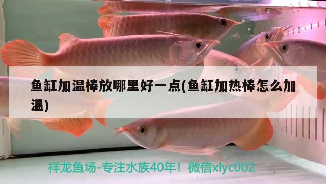 魚缸加溫棒放哪里好一點(diǎn)(魚缸加熱棒怎么加溫) 刀魚魚