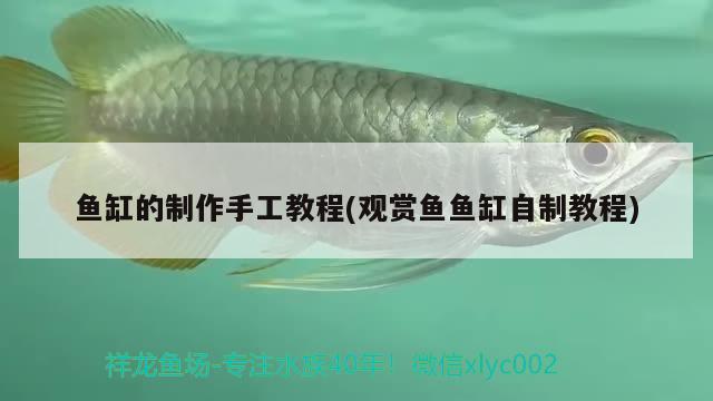 魚(yú)缸的制作手工教程(觀賞魚(yú)魚(yú)缸自制教程) 白子關(guān)刀魚(yú)