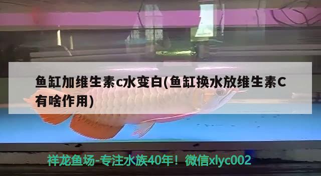 魚(yú)缸加維生素c水變白(魚(yú)缸換水放維生素C有啥作用) 黑金魟魚(yú)