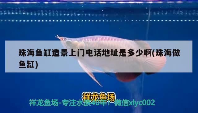 珠海魚(yú)缸造景上門電話地址是多少啊(珠海做魚(yú)缸) 南美異型魚(yú)