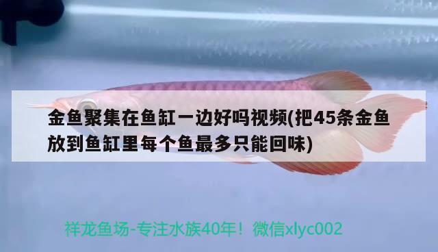 金魚聚集在魚缸一邊好嗎視頻(把45條金魚放到魚缸里每個(gè)魚最多只能回味) 黃寬帶蝴蝶魚