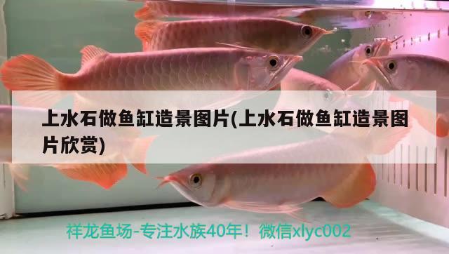 上水石做魚(yú)缸造景圖片(上水石做魚(yú)缸造景圖片欣賞) 名貴錦鯉魚(yú)