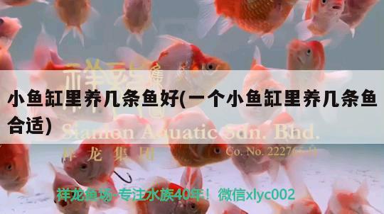 小魚(yú)缸里養(yǎng)幾條魚(yú)好(一個(gè)小魚(yú)缸里養(yǎng)幾條魚(yú)合適) 白子黃化銀龍魚(yú)