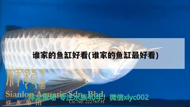 誰家的魚缸好看(誰家的魚缸最好看)