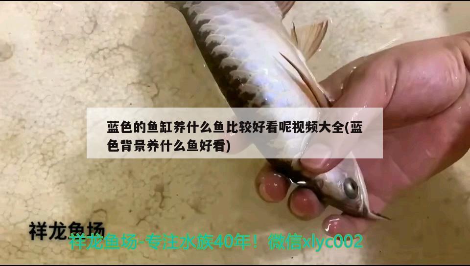 藍(lán)色的魚缸養(yǎng)什么魚比較好看呢視頻大全(藍(lán)色背景養(yǎng)什么魚好看) 野彩魚