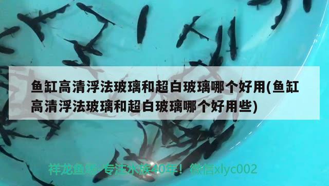 魚缸高清浮法玻璃和超白玻璃哪個(gè)好用(魚缸高清浮法玻璃和超白玻璃哪個(gè)好用些)