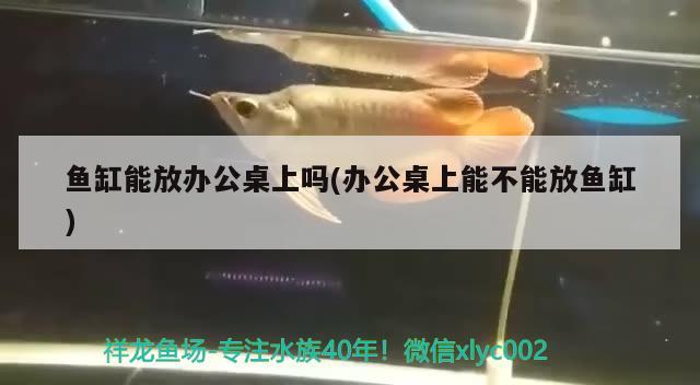 魚缸能放辦公桌上嗎(辦公桌上能不能放魚缸)