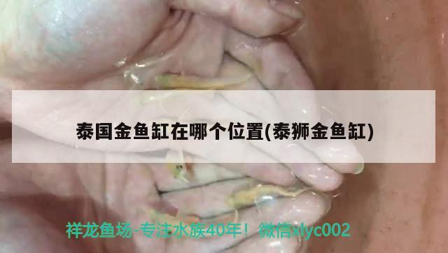 泰國金魚缸在哪個位置(泰獅金魚缸) 廣州水族器材濾材批發(fā)市場