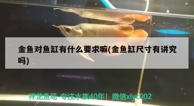 金魚對魚缸有什么要求嘛(金魚缸尺寸有講究嗎)