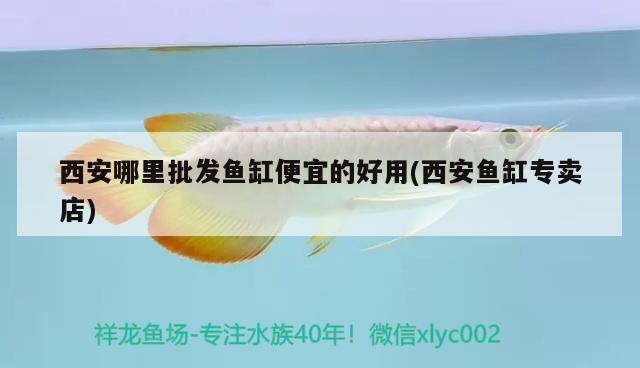 西安哪里批發(fā)魚缸便宜的好用(西安魚缸專賣店) 斑馬狗頭魚