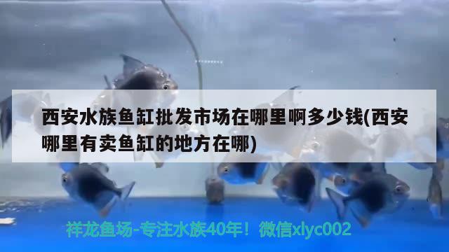 西安水族魚缸批發(fā)市場在哪里啊多少錢(西安哪里有賣魚缸的地方在哪) 紅龍福龍魚