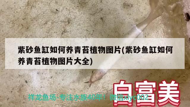 紫砂魚缸如何養(yǎng)青苔植物圖片(紫砂魚缸如何養(yǎng)青苔植物圖片大全) 三間鼠魚苗