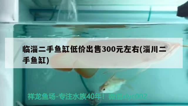 臨淄二手魚缸低價(jià)出售300元左右(淄川二手魚缸) 球鯊魚